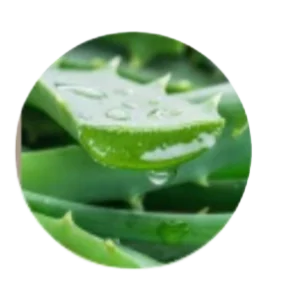 Aloe Barbadensis Leaf Extract