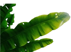 Banaba_Leaf