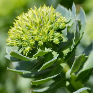 Rhodiola Root Extract
