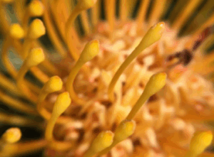 Rhodiola rosea